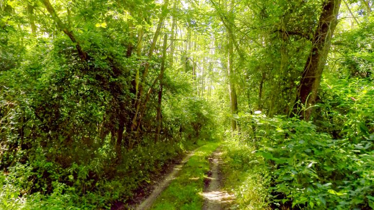 Gîte Cap-Lisse - Foret Sud France