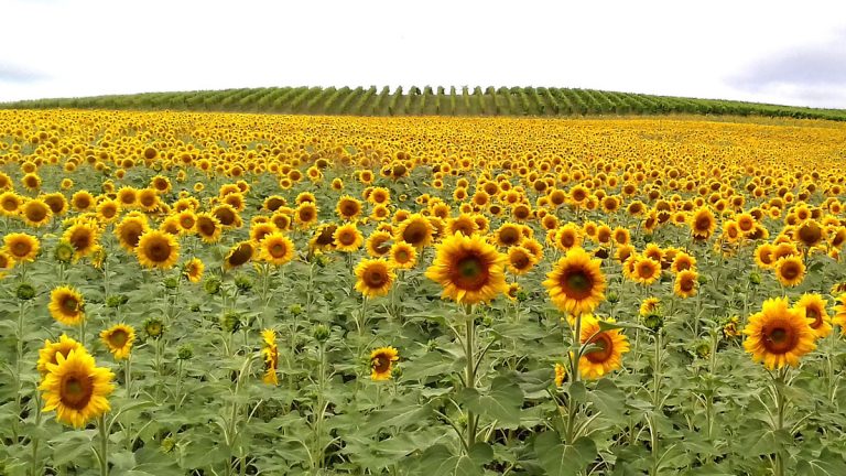Gîte Cap-Lisse - girasoles_ciclismp