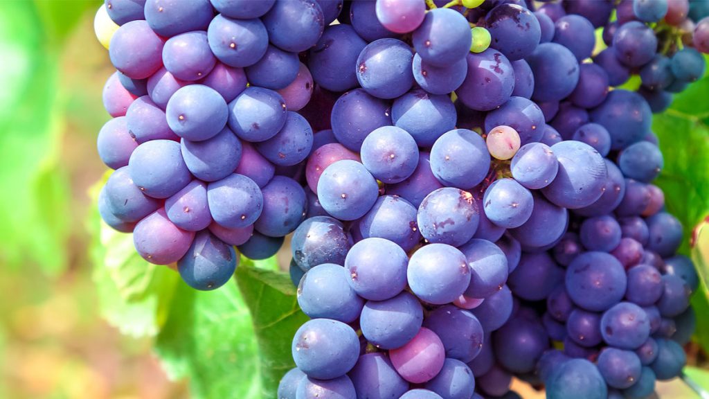 Lee más sobre el artículo Caves et vignobles