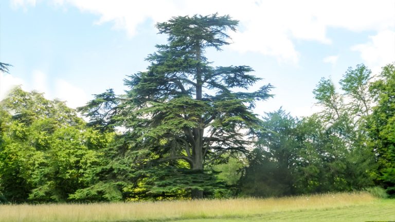 chêne sud de la france