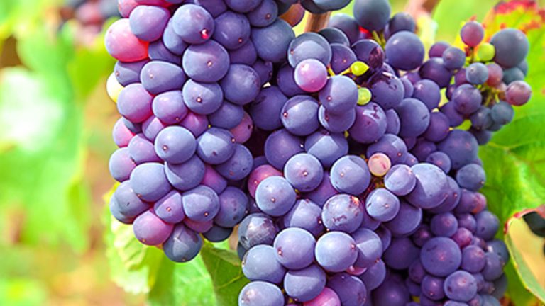 vino frances