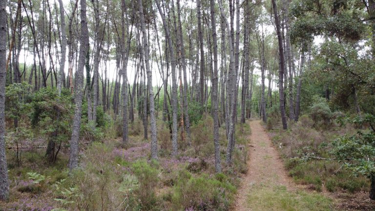 Gîte Cap-Lisse - Forest